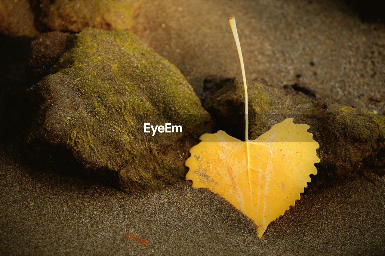 CLOSE-UP OF YELLOW MAPLE LEAF ON ROCKS