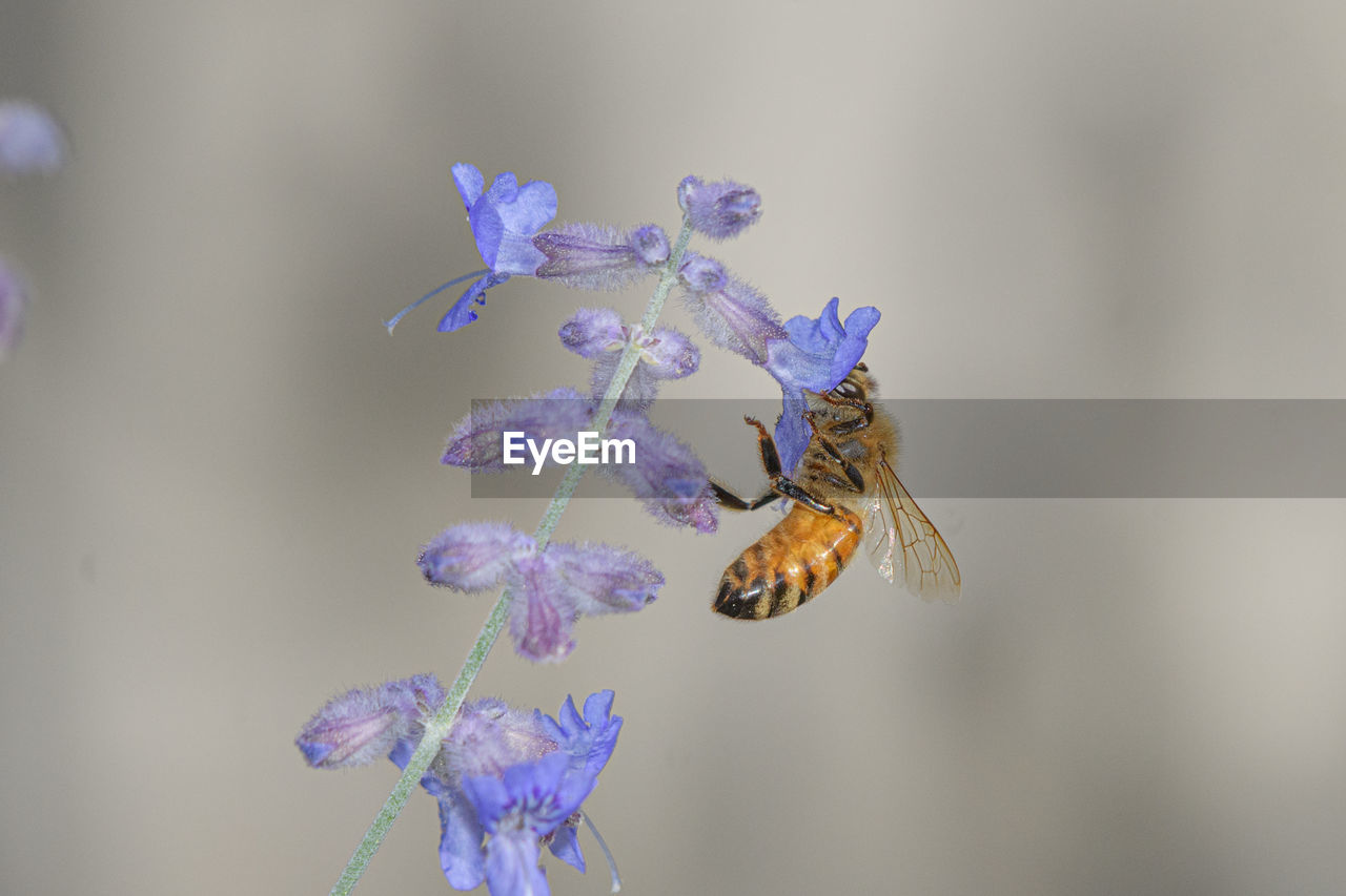 Close-up of bee pollinating on purple flower