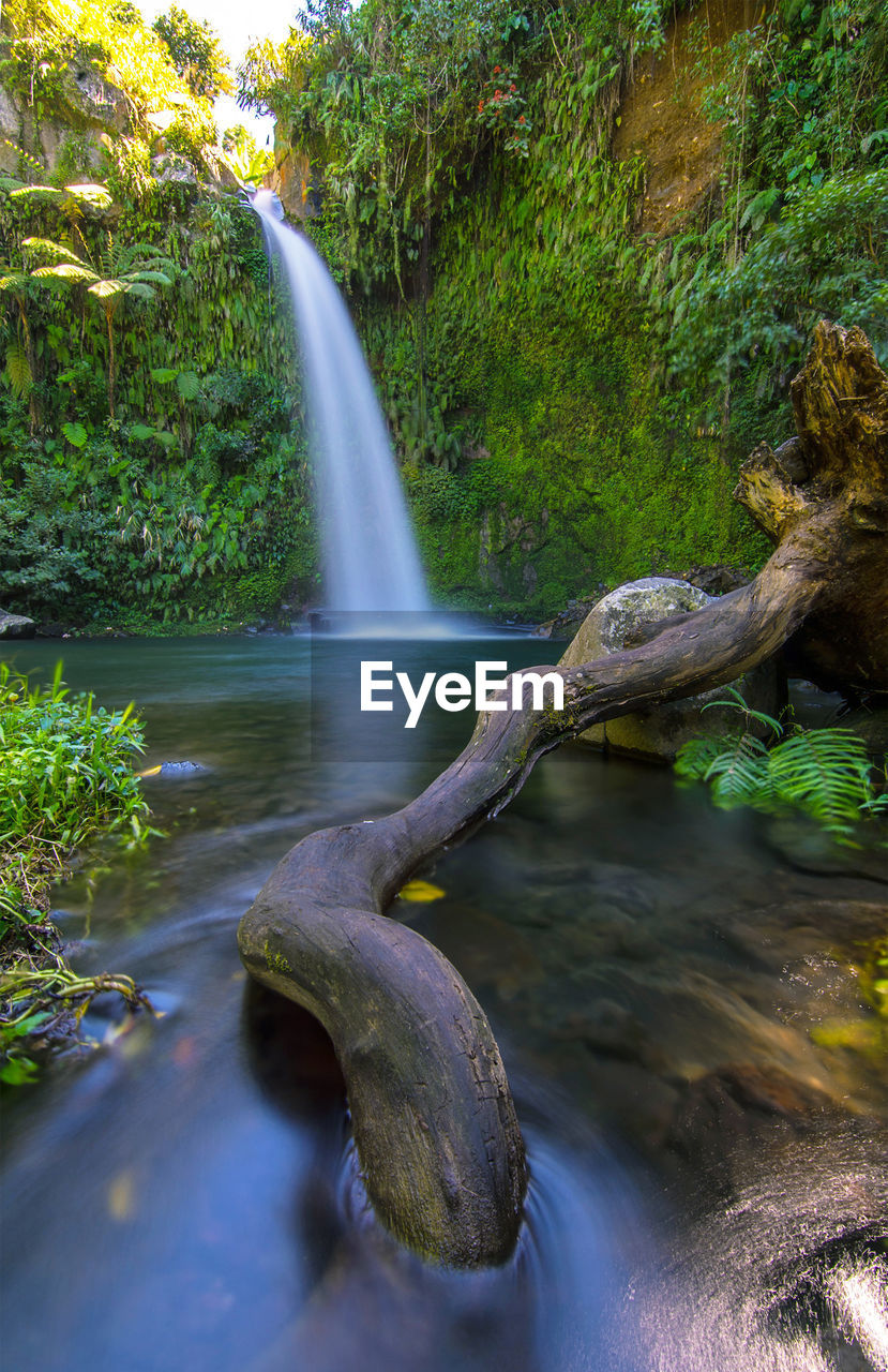 Stream flowing through a forest