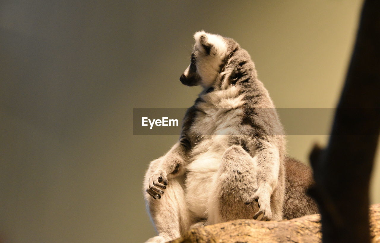 Full length of lemur looking away while sitting against blurred background