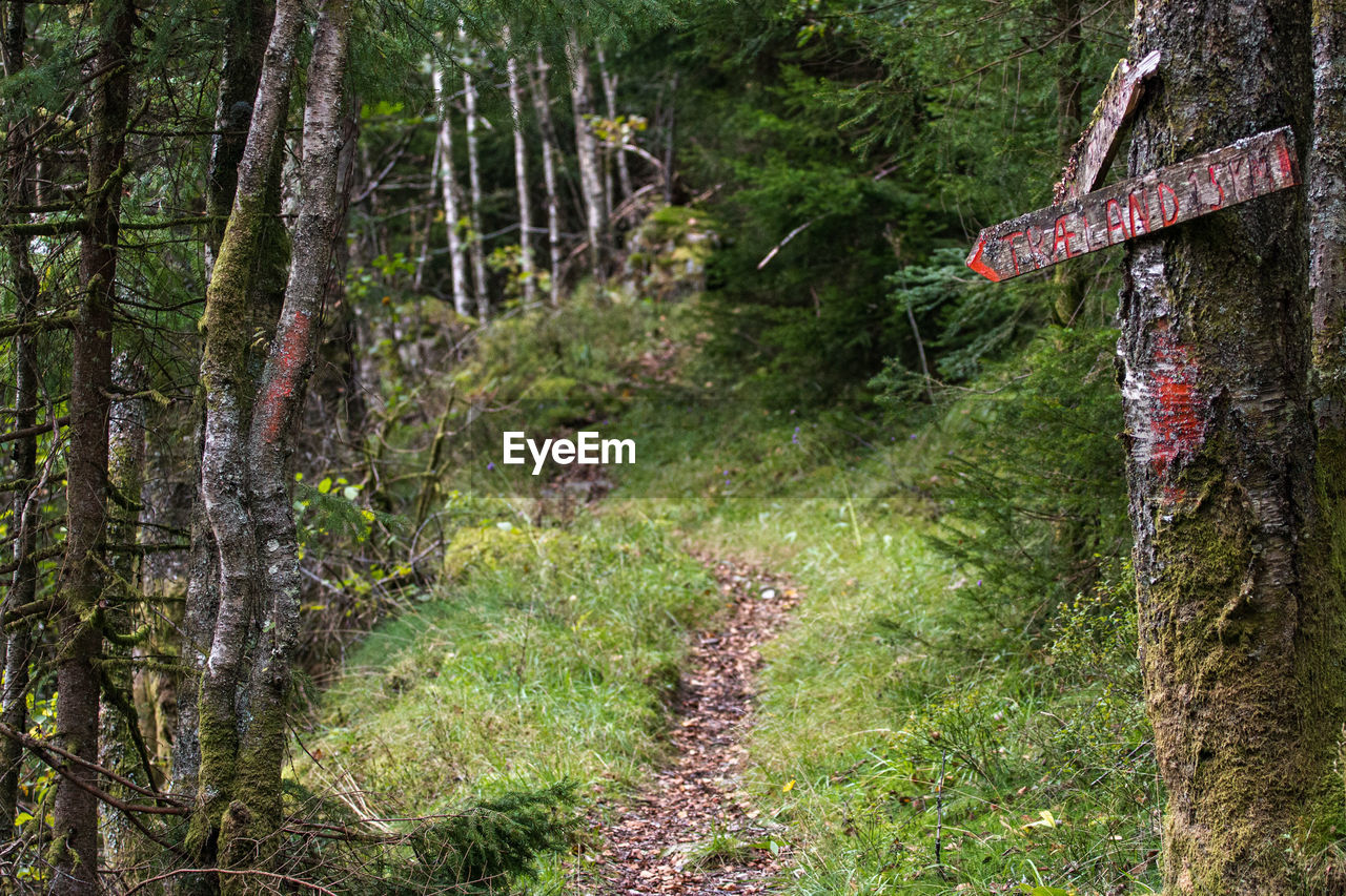 PLANTS IN FOREST