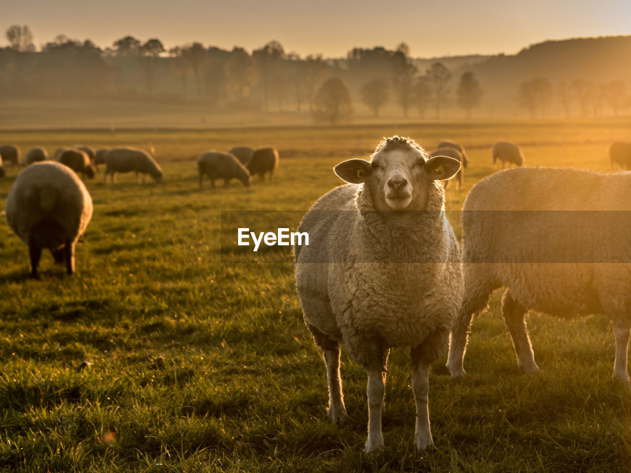 Sheep grazing in a field