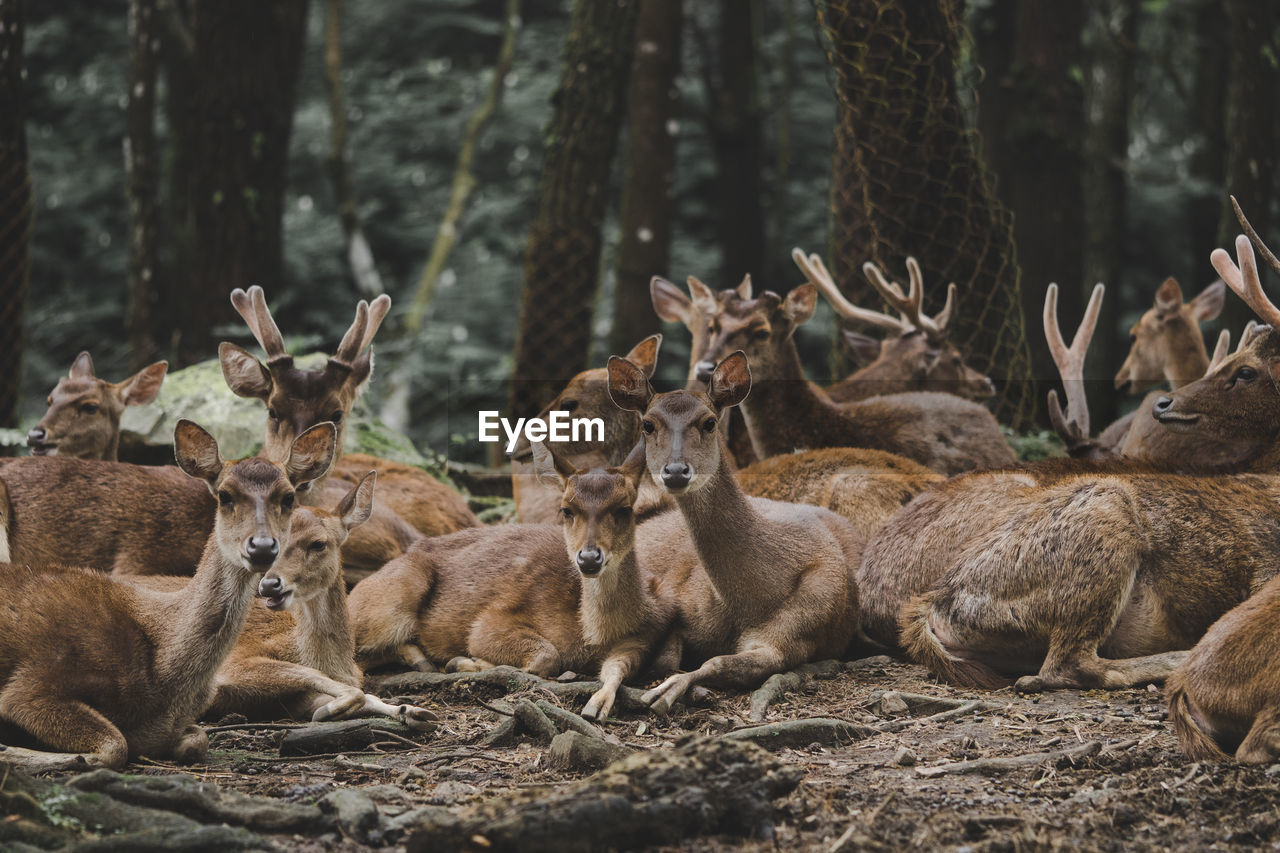 View of deer on field in forest