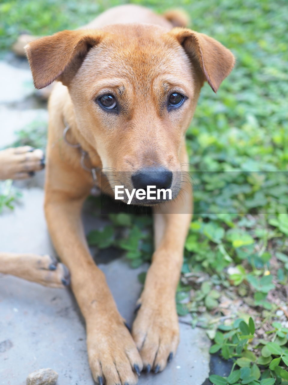 CLOSE-UP PORTRAIT OF DOG LOOKING AWAY