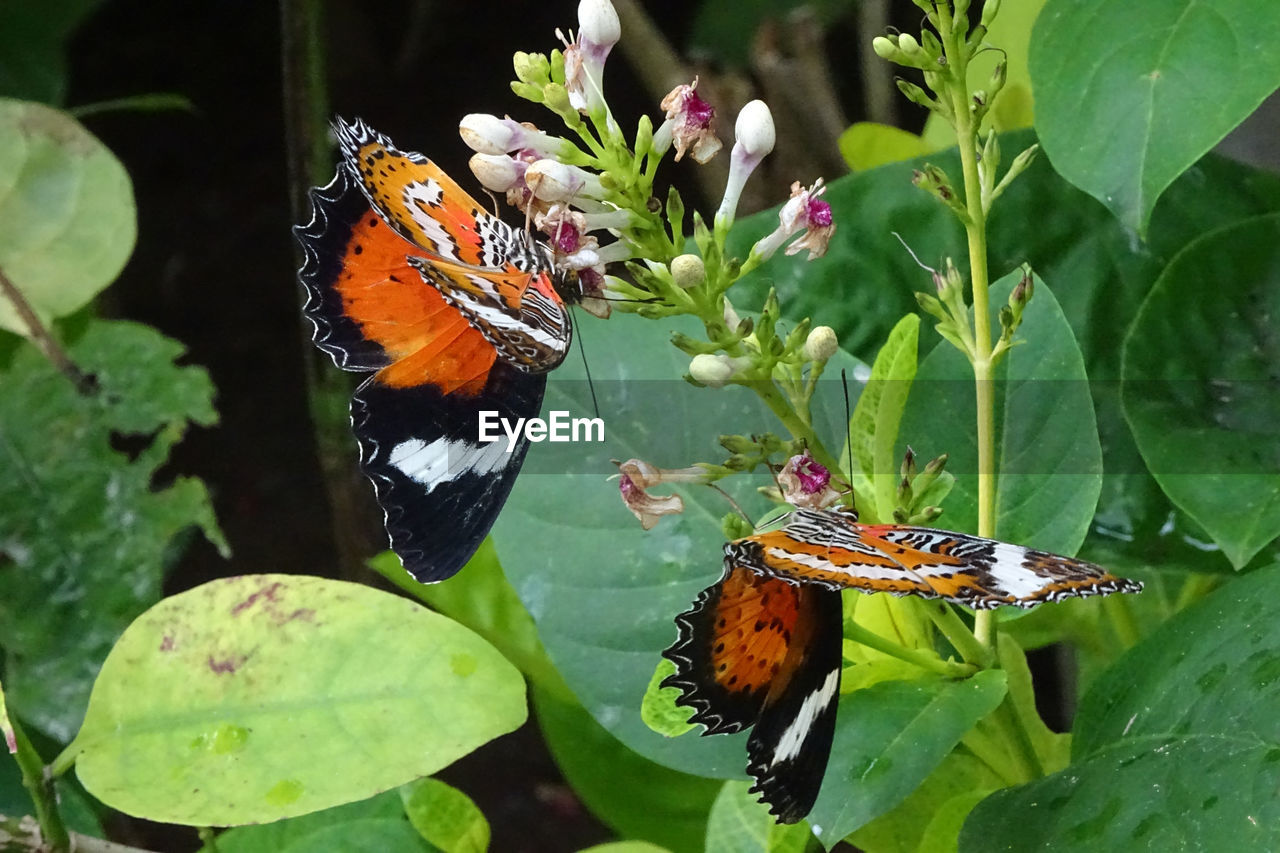 BUTTERFLY POLLINATING FLOWER