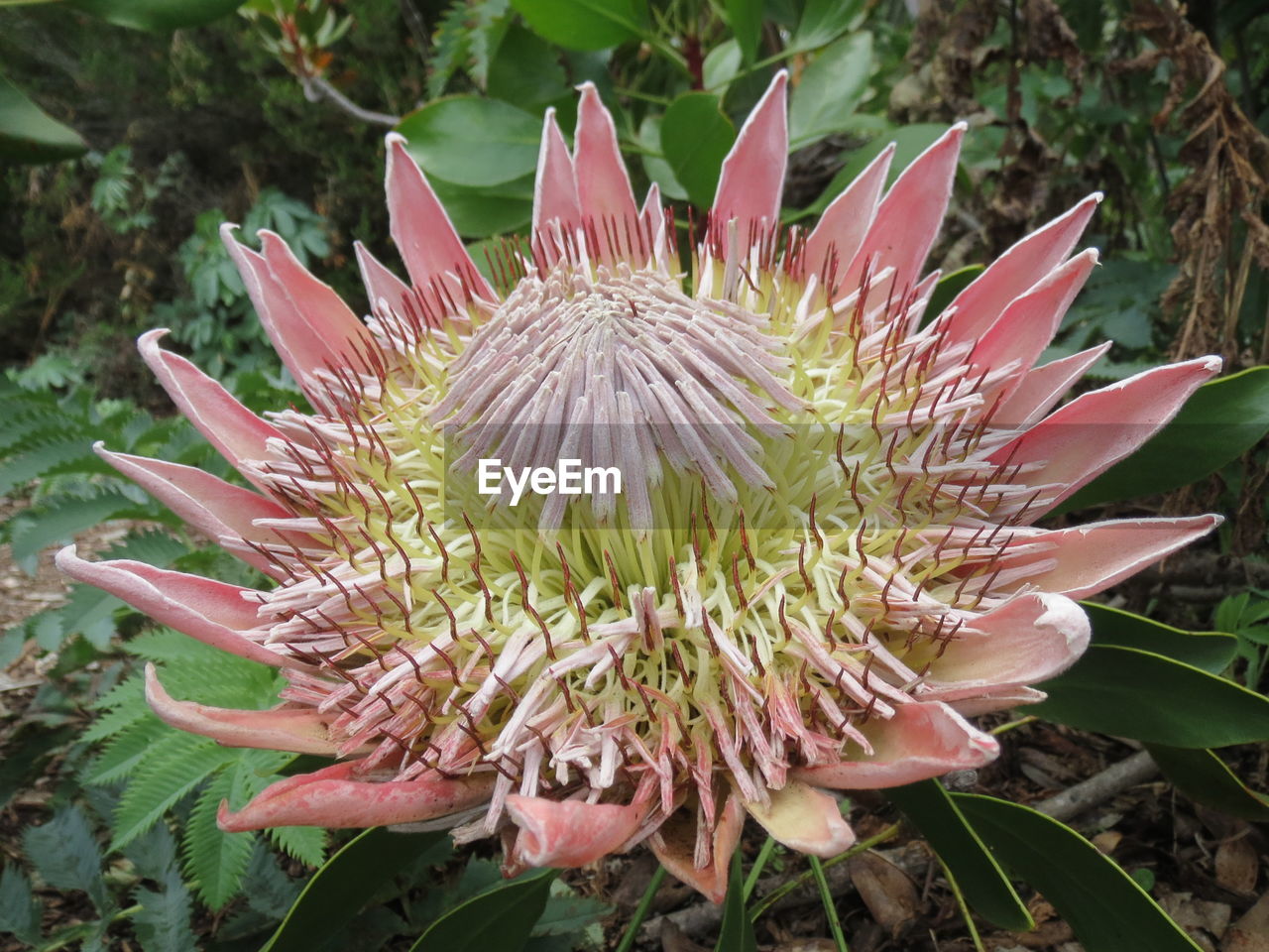 CLOSE-UP OF PINK FLOWER