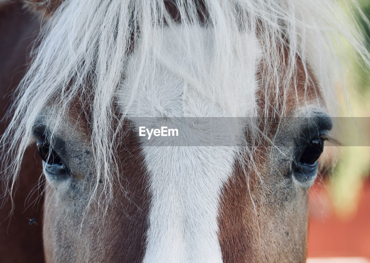 horse, animal themes, animal, mane, mammal, one animal, domestic animals, close-up, livestock, animal wildlife, animal body part, pet, animal head, human head, stallion, animal eye, halter, eye, mustang horse, animal hair, working animal, focus on foreground, day, portrait, outdoors, herbivorous, nose, bridle