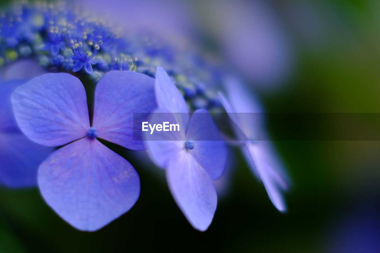 Close-up of purple flowers