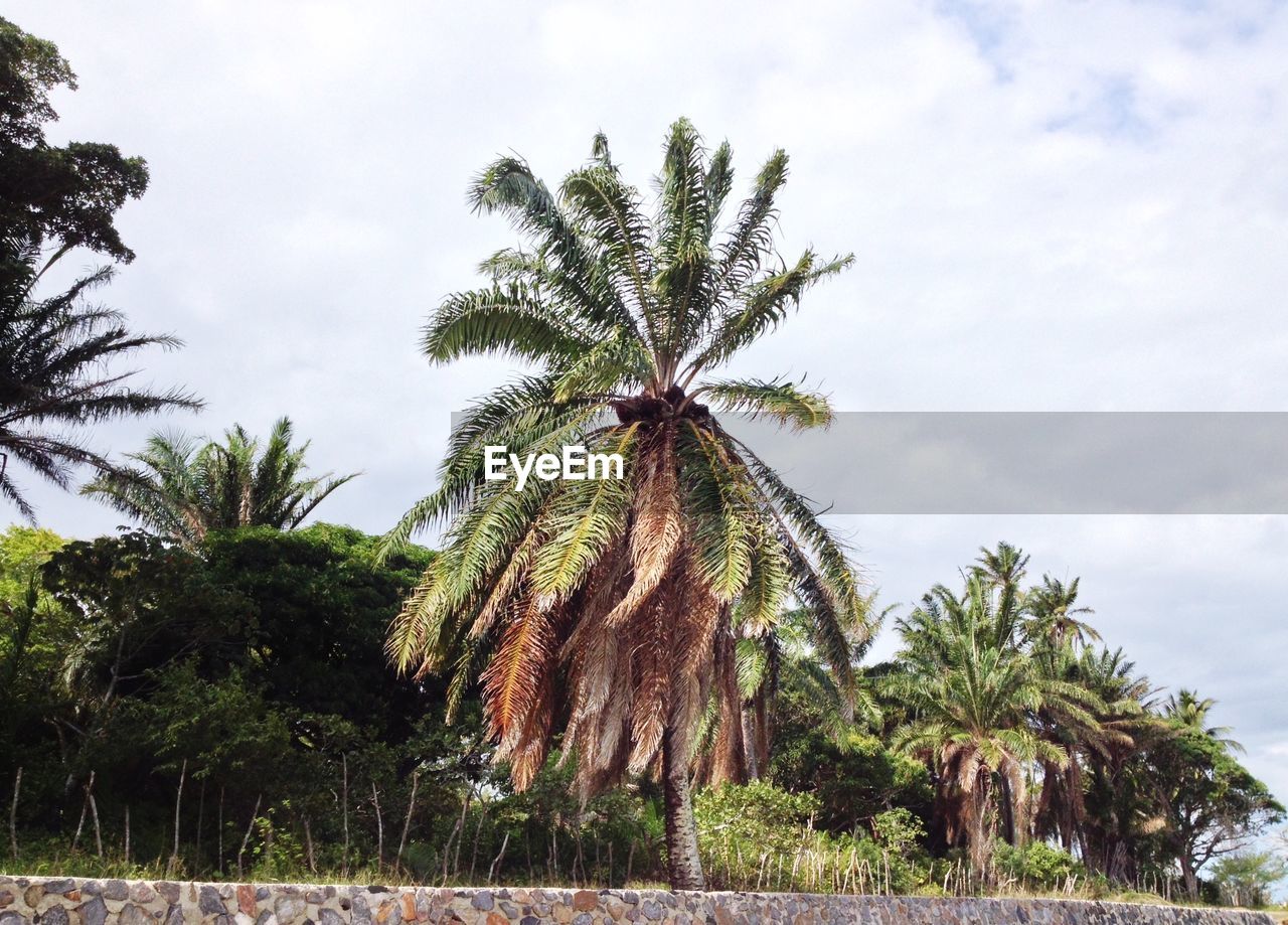 Low angle view of palm trees against sky