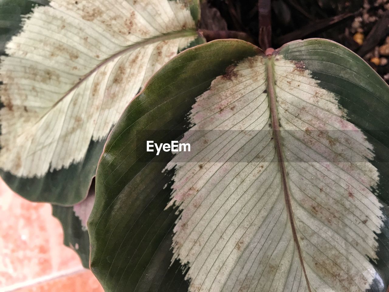 CLOSE-UP OF FRESH LEAF