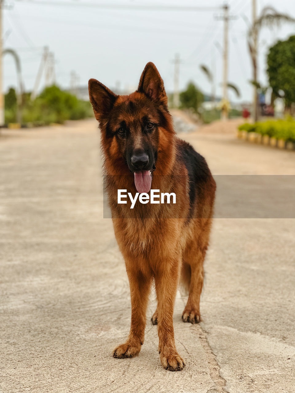 portrait of dog running on road