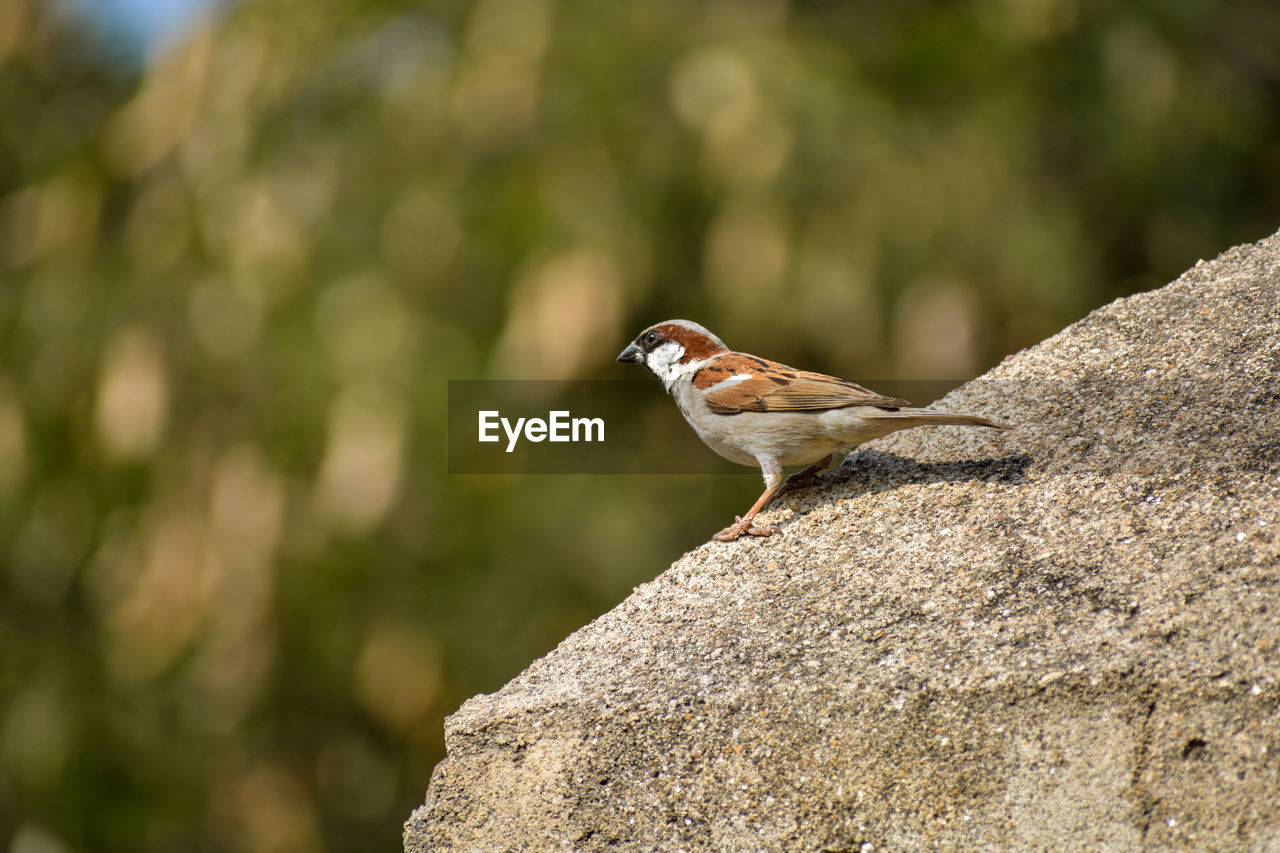 Close-up of sparrow perching on rock