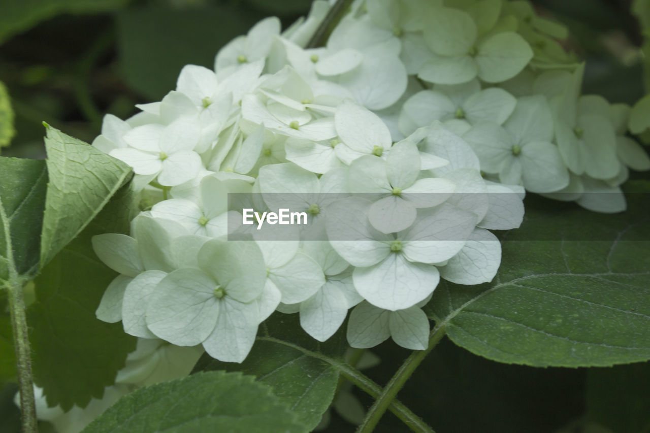 CLOSE-UP OF FLOWERS BLOOMING