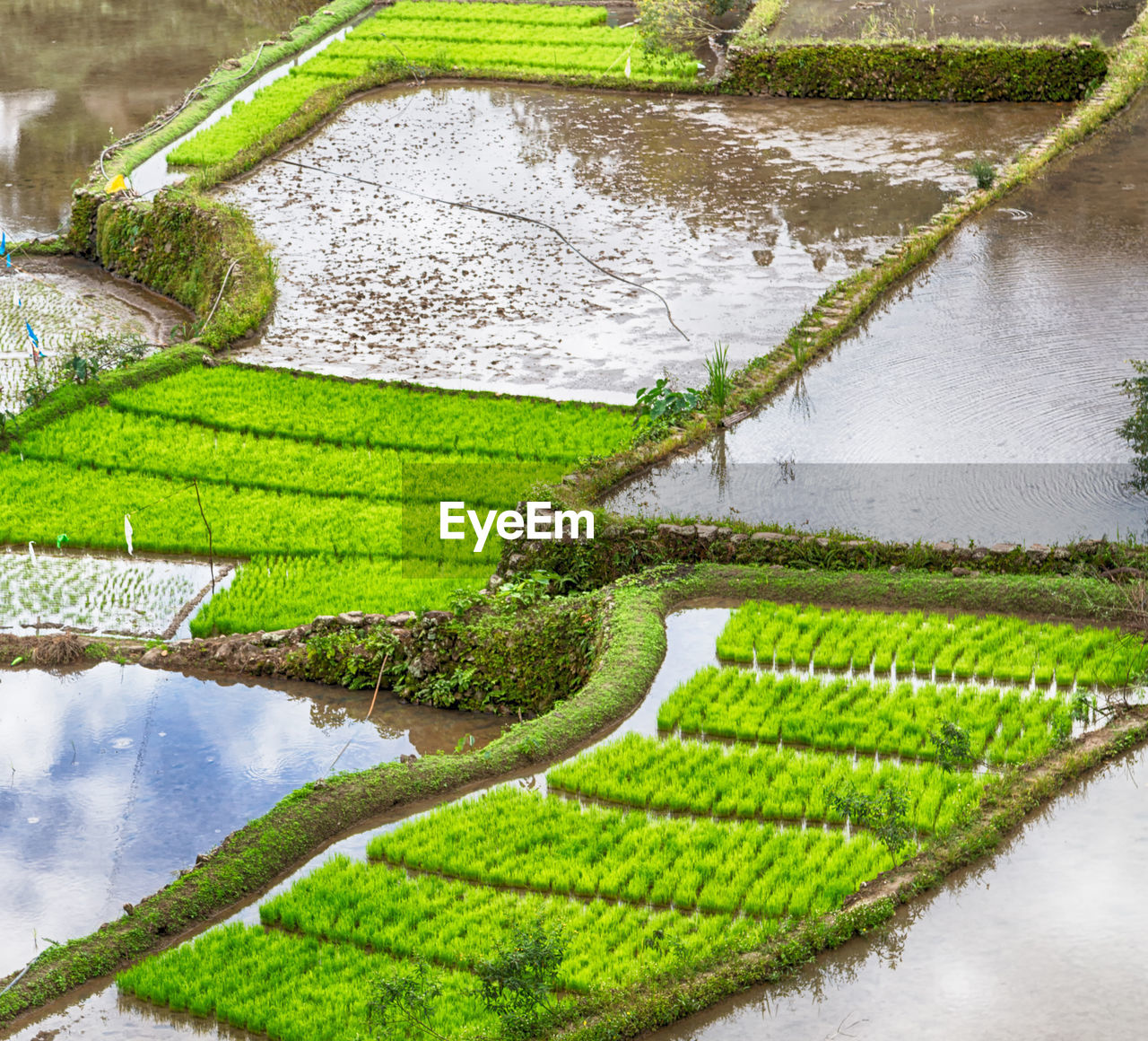 High angle view of rice paddy by lake