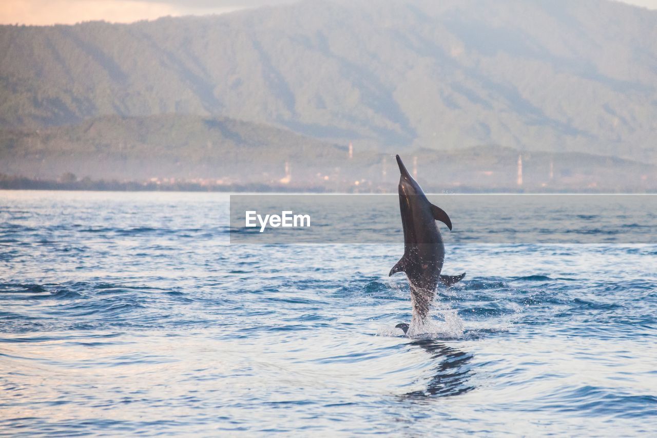 Dolphins jumping in sea against mountain