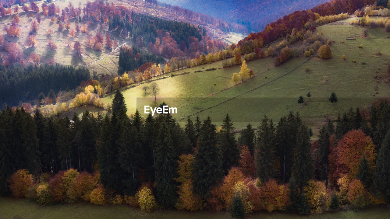 High angle view of trees in forest during autumn