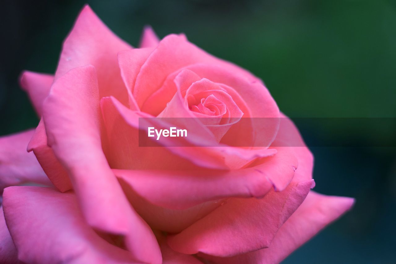 Close-up of pink rose