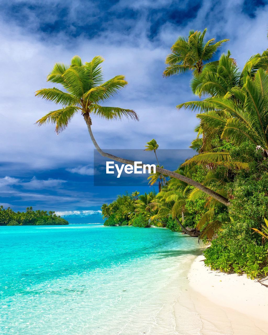 PALM TREE BY SWIMMING POOL AGAINST SEA