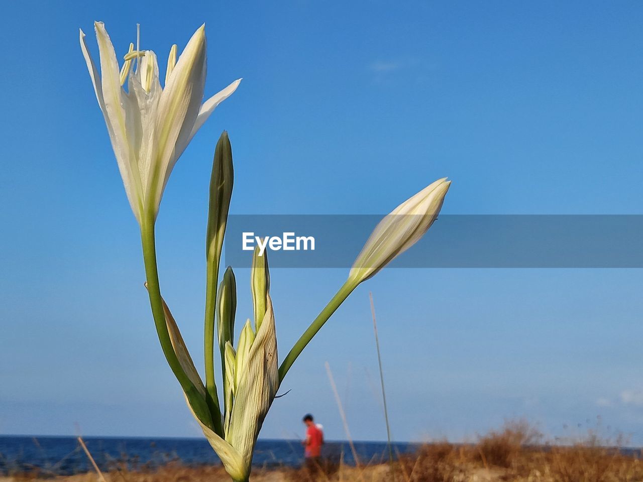 CLOSE-UP OF FLOWERING PLANT ON FIELD AGAINST CLEAR SKY