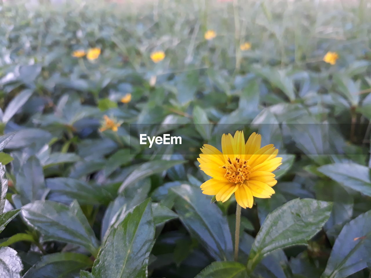 CLOSE-UP OF YELLOW FLOWER BLOOMING ON FIELD