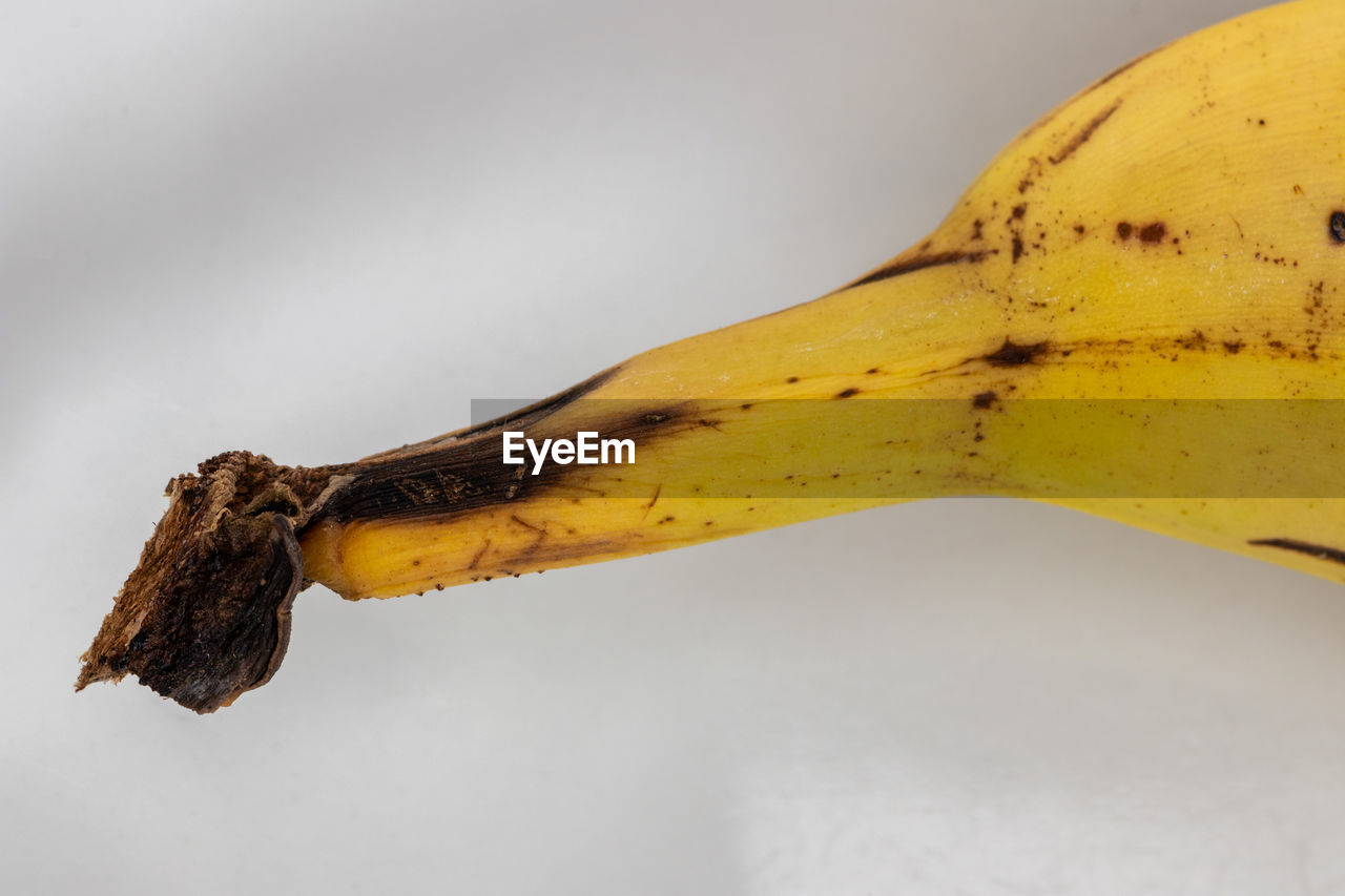 CLOSE UP OF YELLOW LEAF