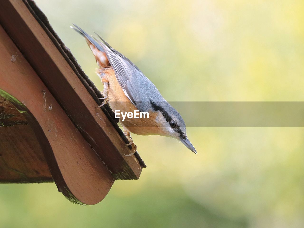 Close-up of nuthatch perching on roof