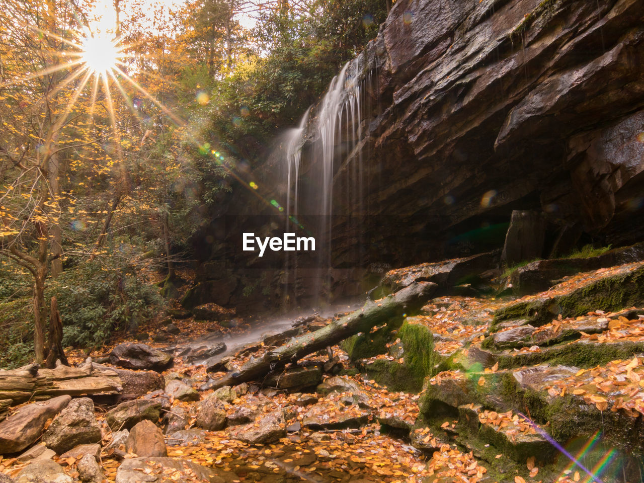 WATERFALL AMIDST TREES IN FOREST