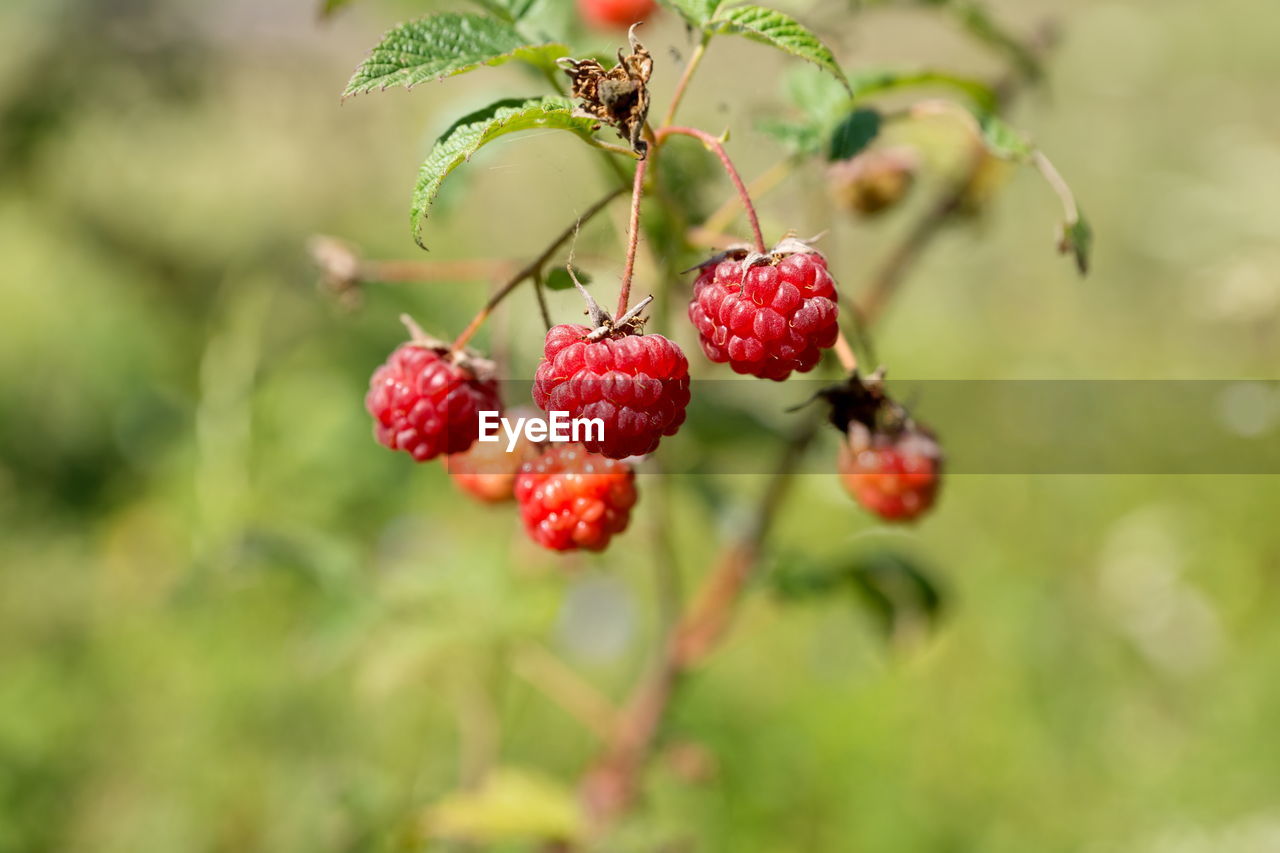 fruit, food, food and drink, healthy eating, plant, freshness, berry, tree, nature, red, growth, focus on foreground, wellbeing, close-up, leaf, plant part, no people, branch, day, ripe, produce, outdoors, shrub, flower, beauty in nature, selective focus, agriculture, juicy, twig, green, sunlight