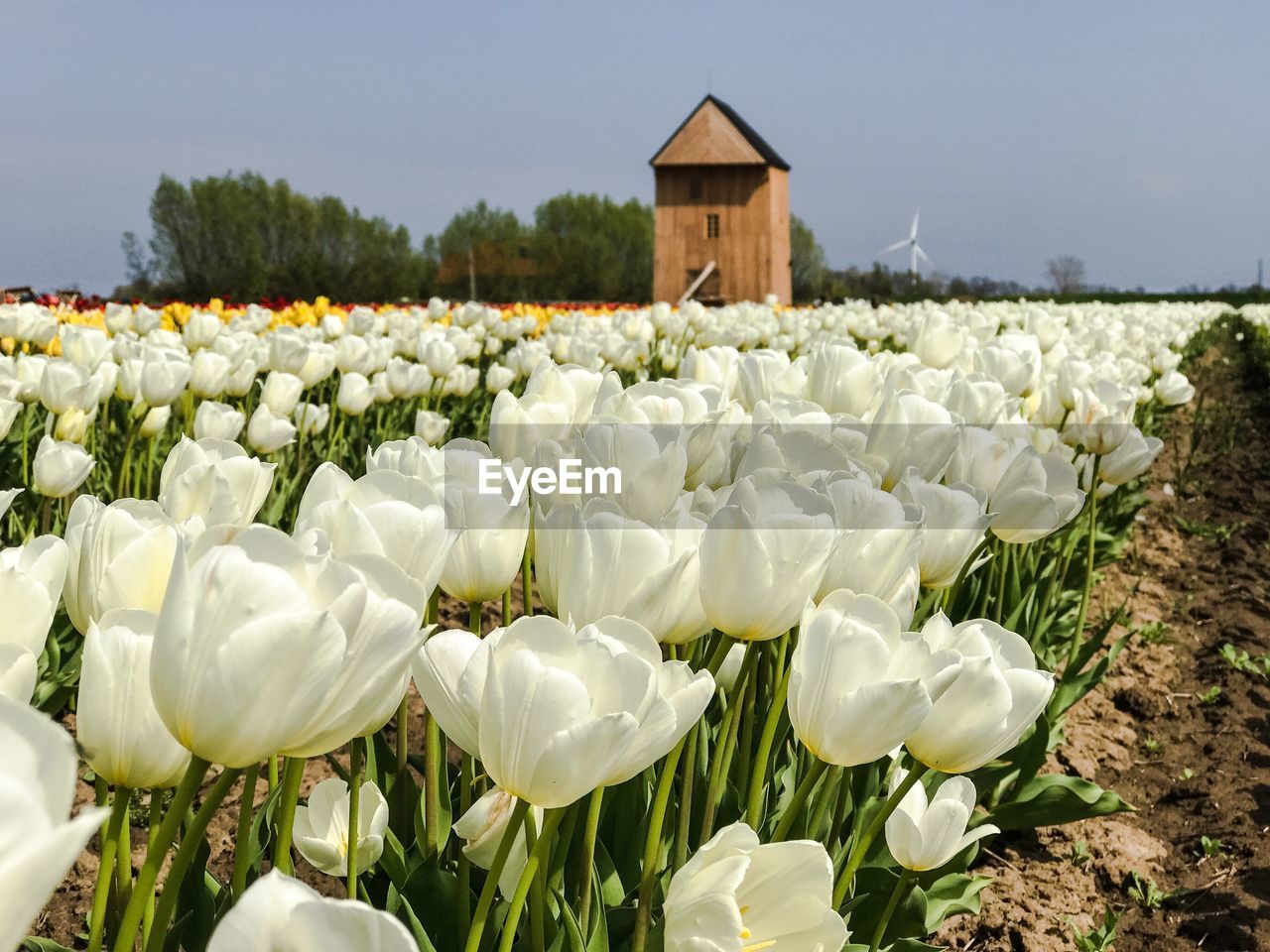 Close-up of tulip field against sky