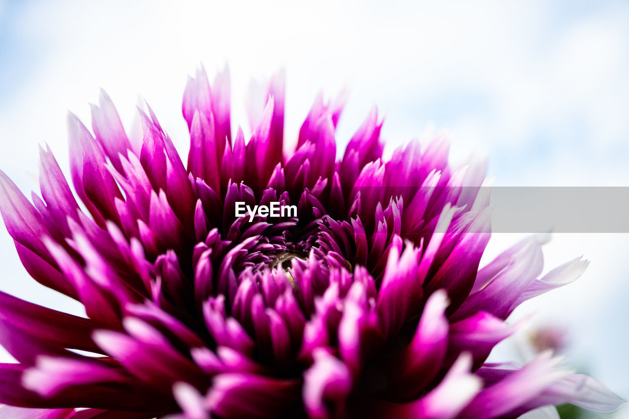 CLOSE-UP OF PINK FLOWERING PLANTS