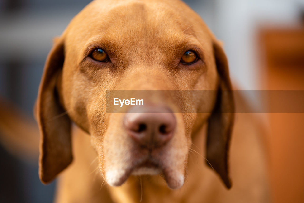 Close-up portrait of dog