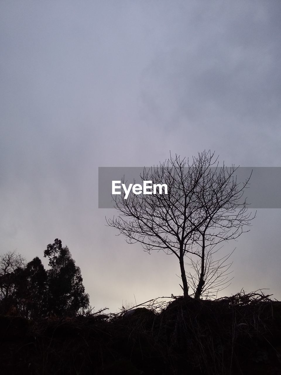 SILHOUETTE OF BARE TREES ON FIELD