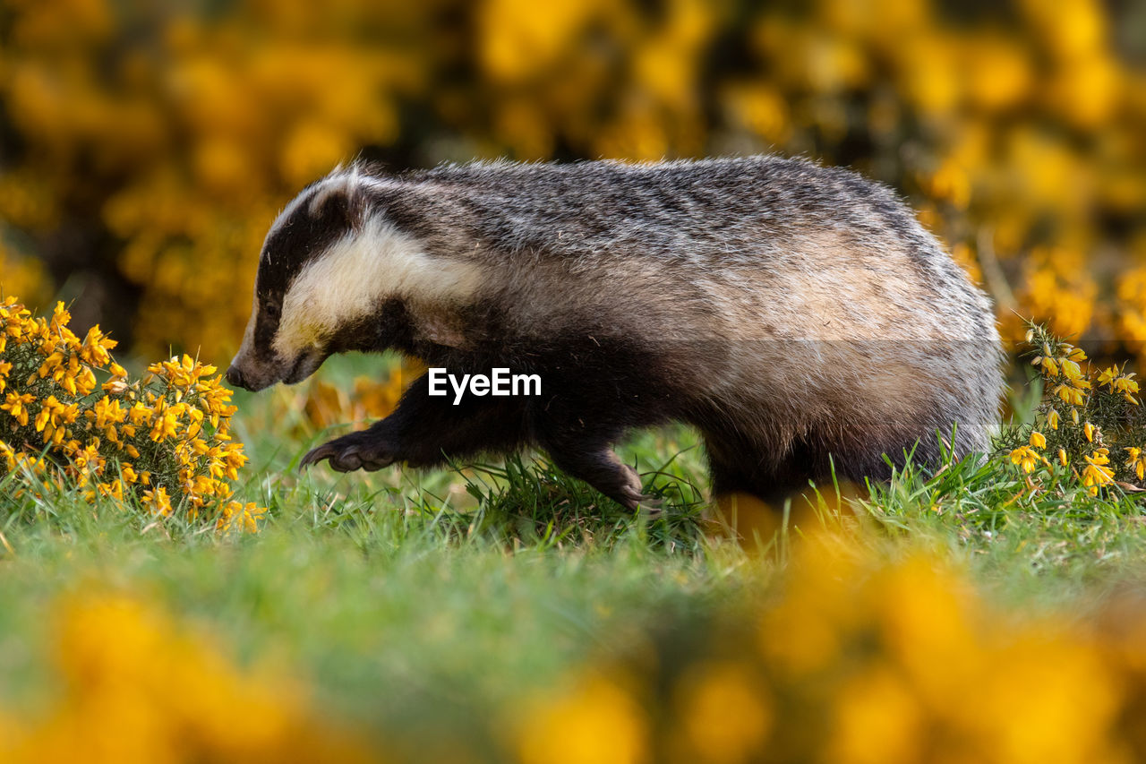 SIDE VIEW OF AN ANIMAL IN FIELD