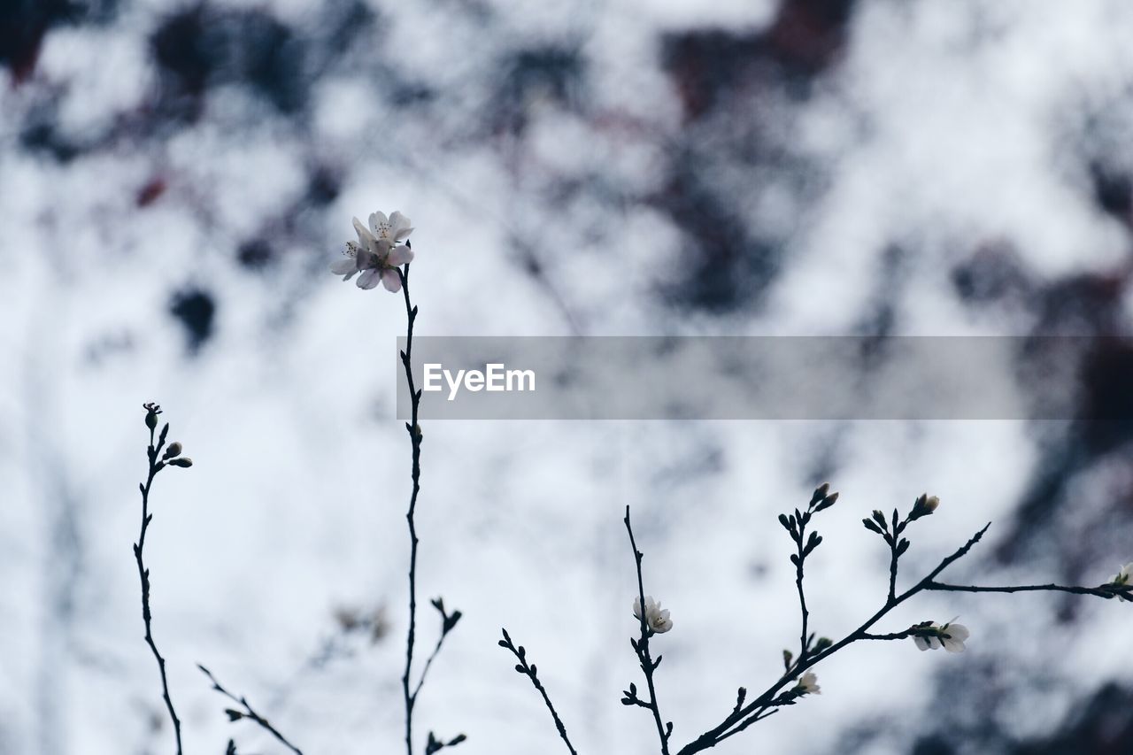 LOW ANGLE VIEW OF FLOWERING PLANT AGAINST SNOW COVERED PLANTS