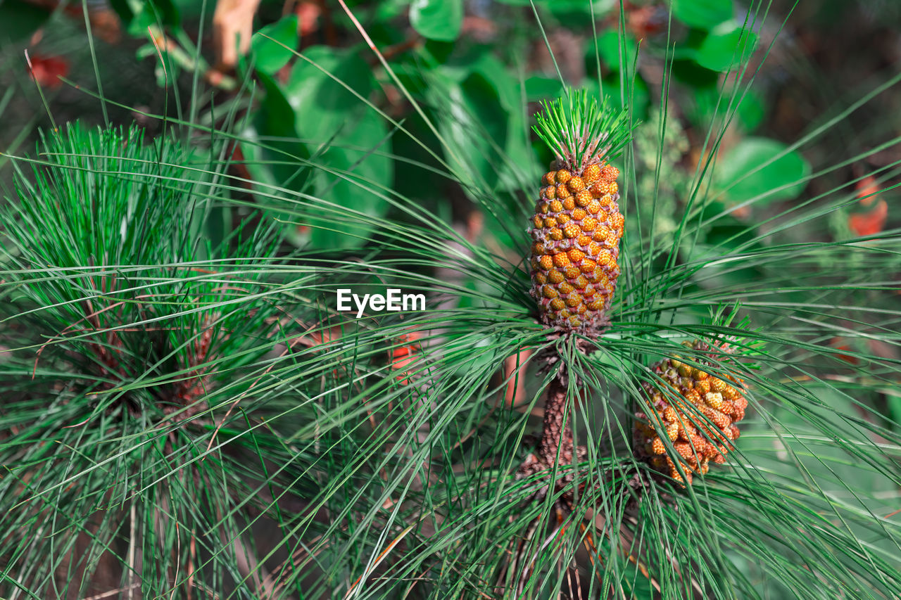 tree, plant, nature, flower, green, close-up, beauty in nature, macro photography, no people, leaf, grass, growth, pine tree, focus on foreground, day, pinaceae, coniferous tree, outdoors, land, freshness, branch, thorns, spines, and prickles, needle - plant part, food, spruce, food and drink, flowering plant