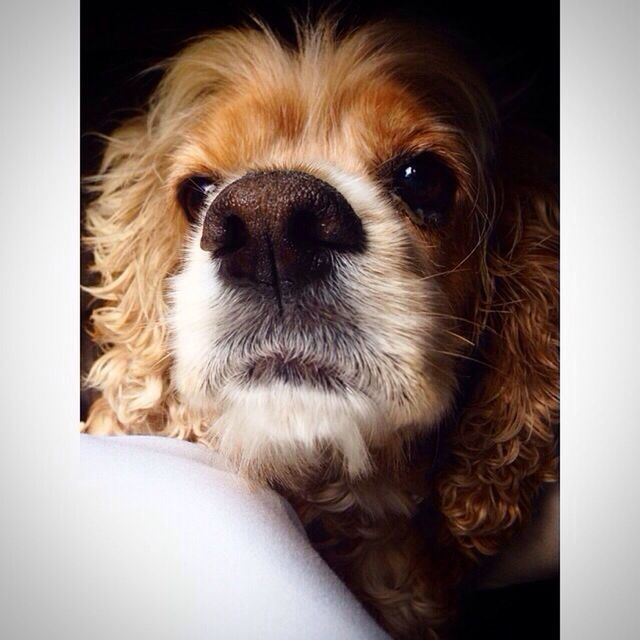 CLOSE-UP PORTRAIT OF DOG