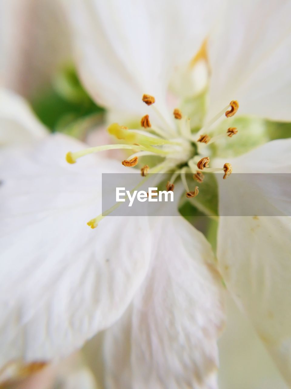 CLOSE-UP OF FRESH WHITE FLOWER WITH YELLOW PETALS