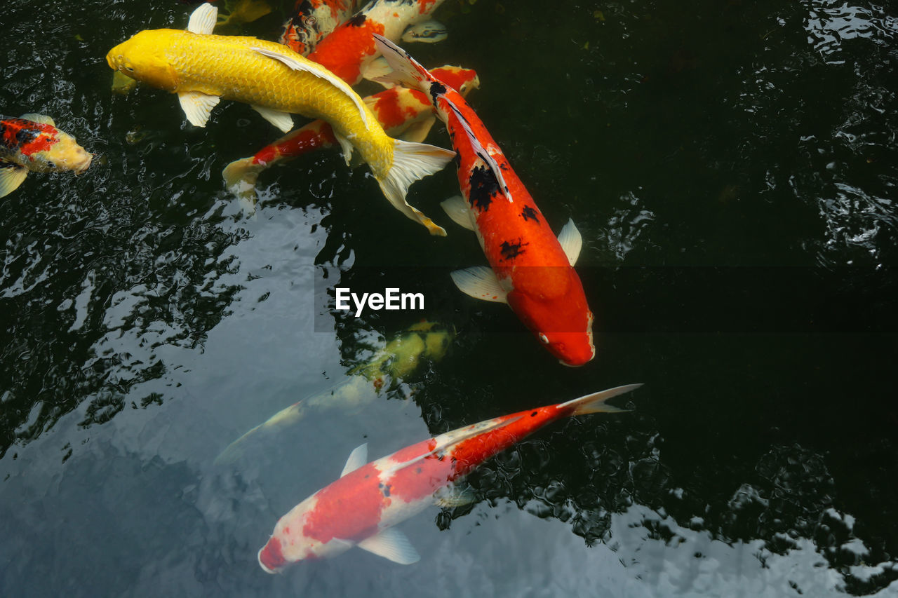 High angle view of koi carps swimming in pond