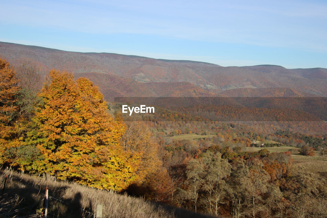 scenics - nature, plant, beauty in nature, landscape, mountain, nature, wilderness, tree, autumn, environment, tranquility, tranquil scene, land, sky, leaf, no people, non-urban scene, day, growth, mountain range, outdoors, remote, idyllic, valley, sunlight, ridge, natural environment, travel destinations