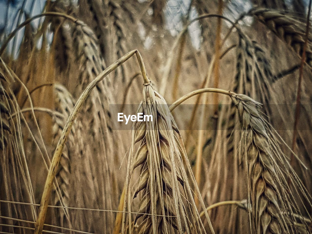 Close-up of wheat plants