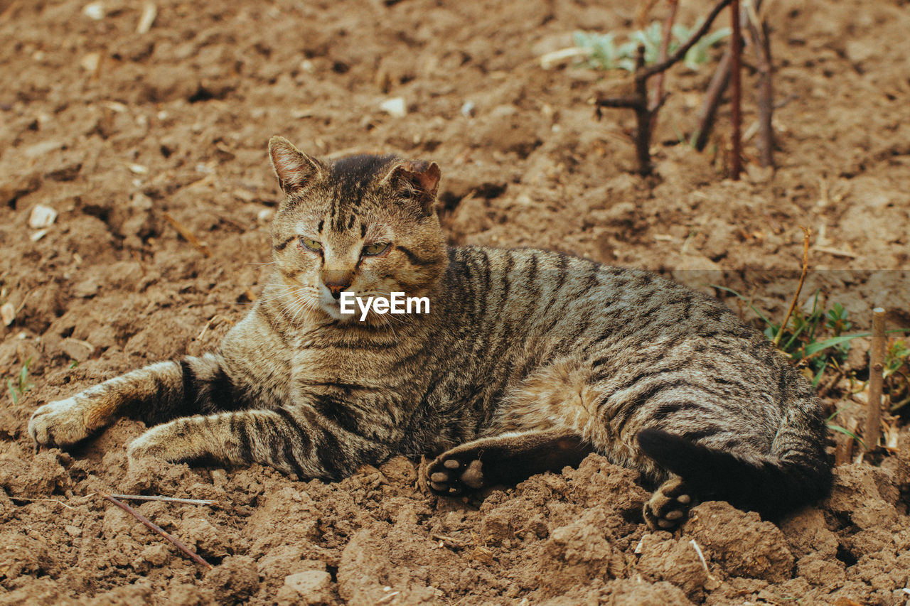 CAT LYING ON A FIELD