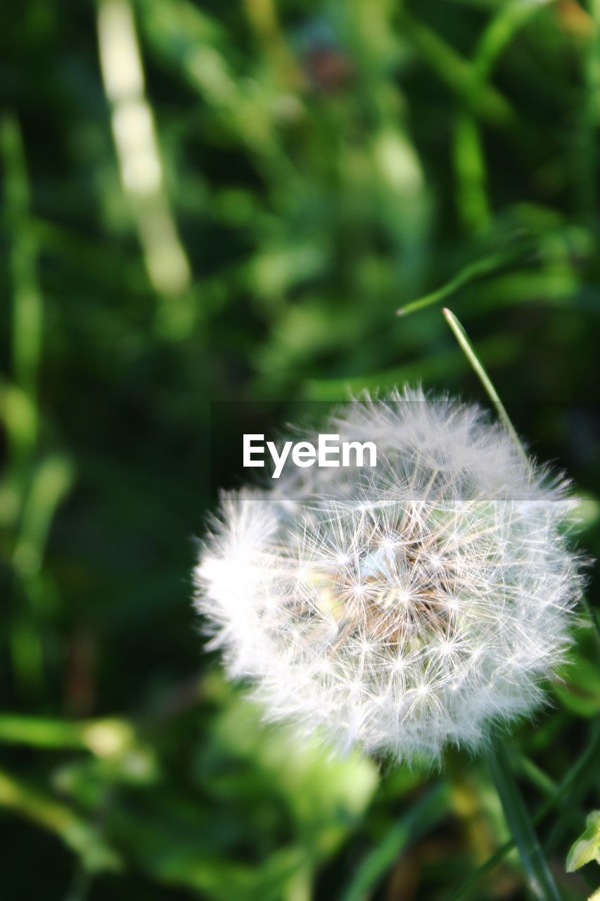 CLOSE-UP OF WHITE DANDELION