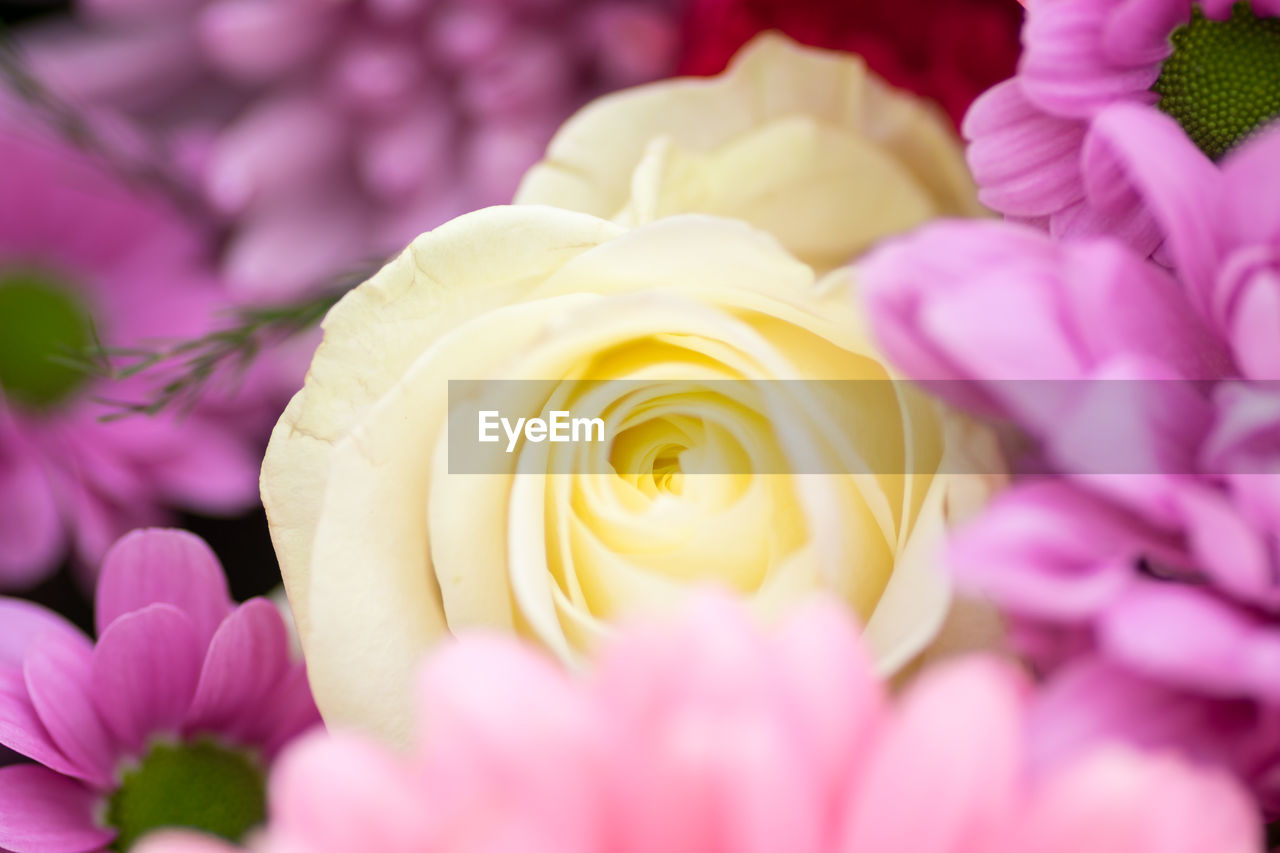 CLOSE-UP OF PINK ROSE FLOWER