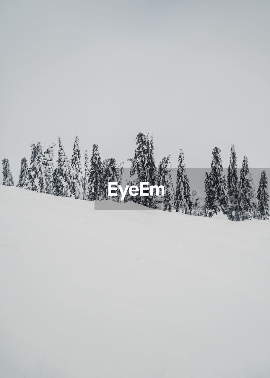 Pine trees on snow covered land against sky