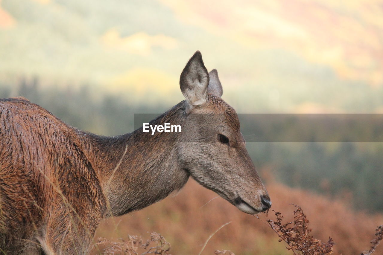 Side view of a doe on field