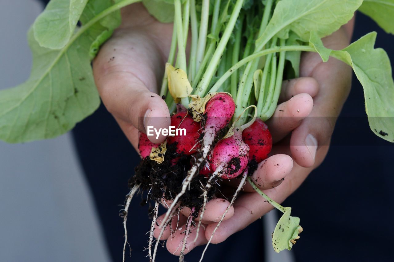 CLOSE-UP OF HAND HOLDING STRAWBERRY PLANT