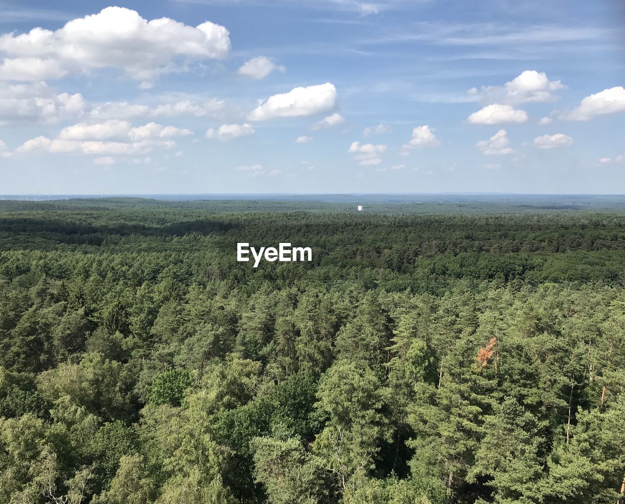 SCENIC VIEW OF TREES AGAINST SKY