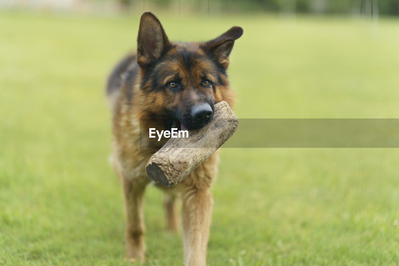 Dog running on field