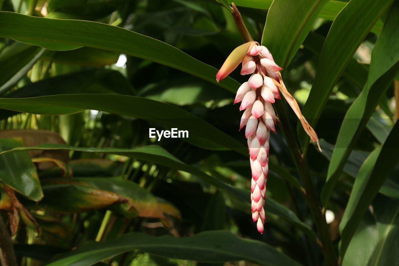 Close-up of plant