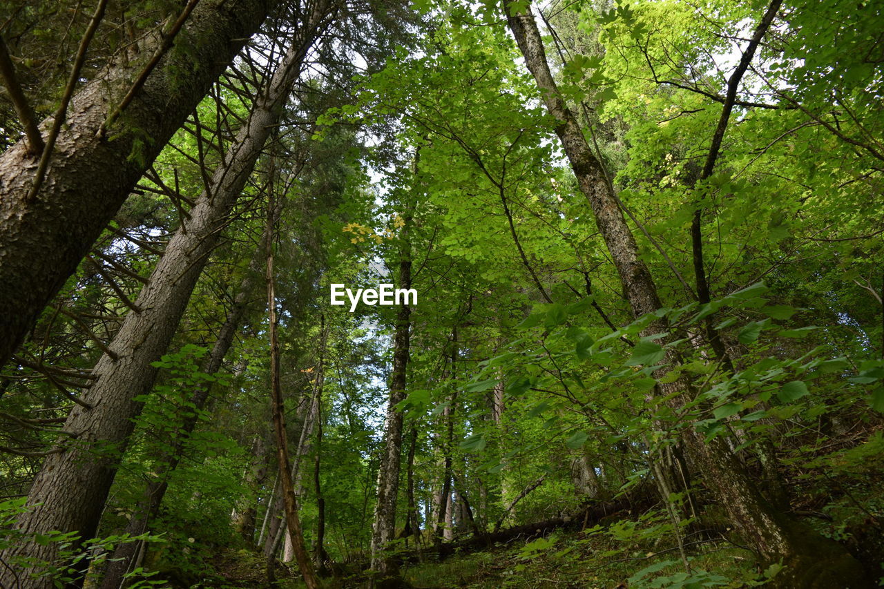 Low angle view of bamboo trees in forest